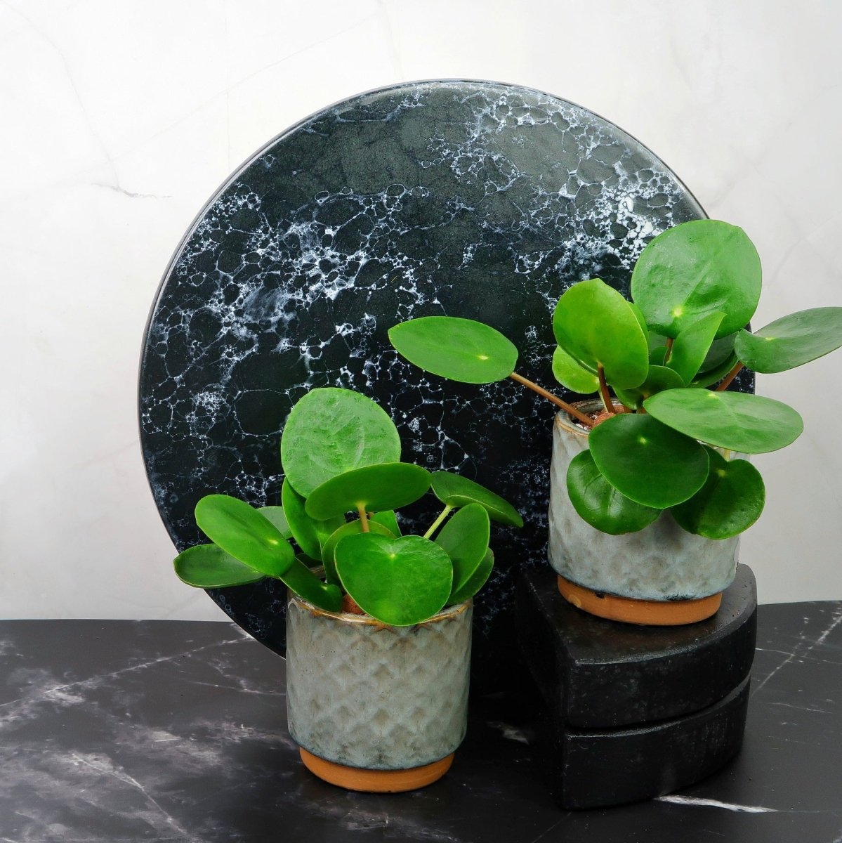 Peperomia Pilea – dekorative Blattform