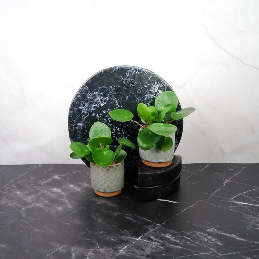 Peperomia Pilea – Pfannkuchenpflanze – potflourri