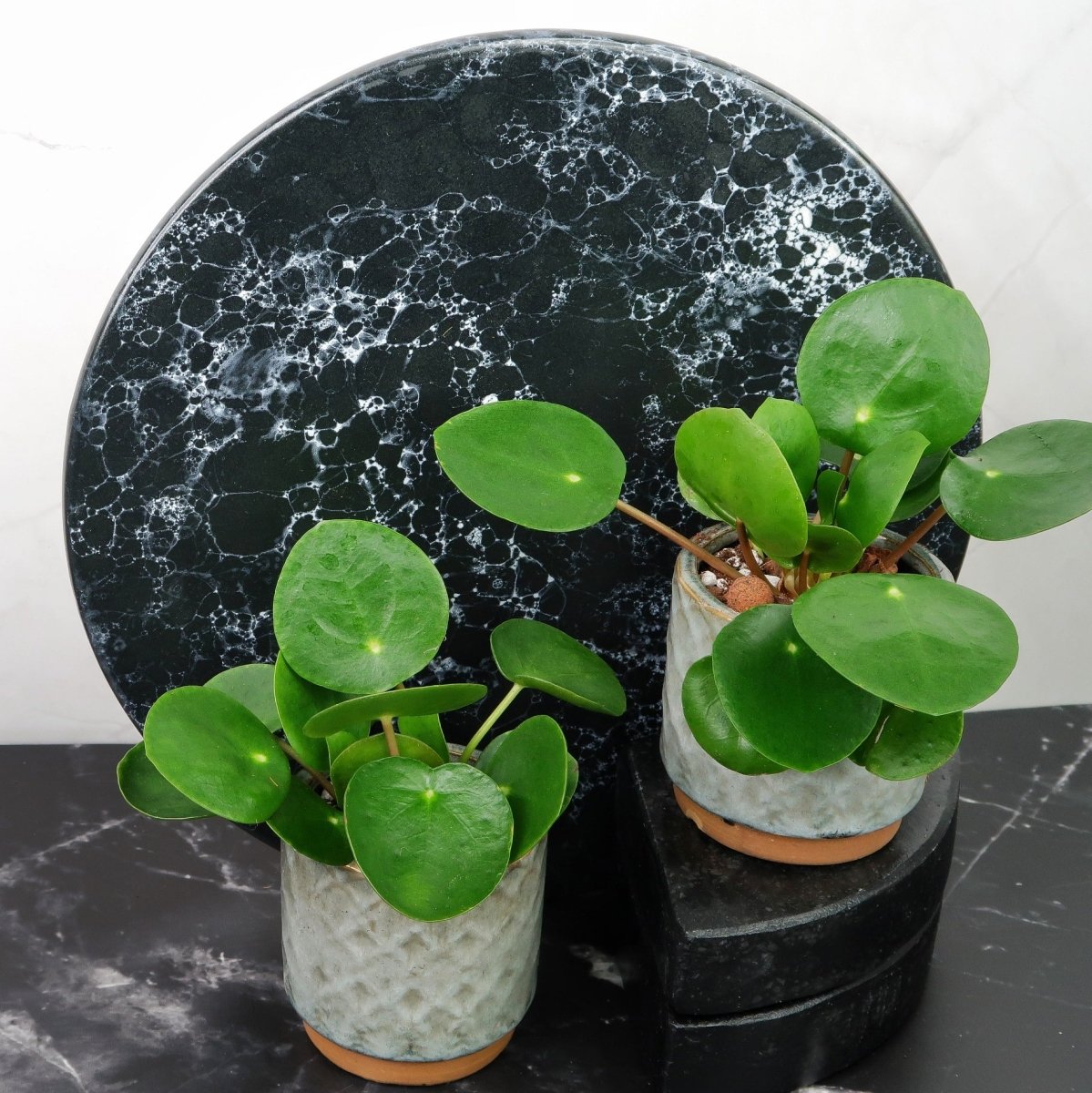 Peperomia Pilea mit kreisrunden Blättern