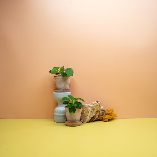Peperomia Pilea (Pilea peperomioides) – Pfannkuchenpflanze mit runden Blättern, potflourri
