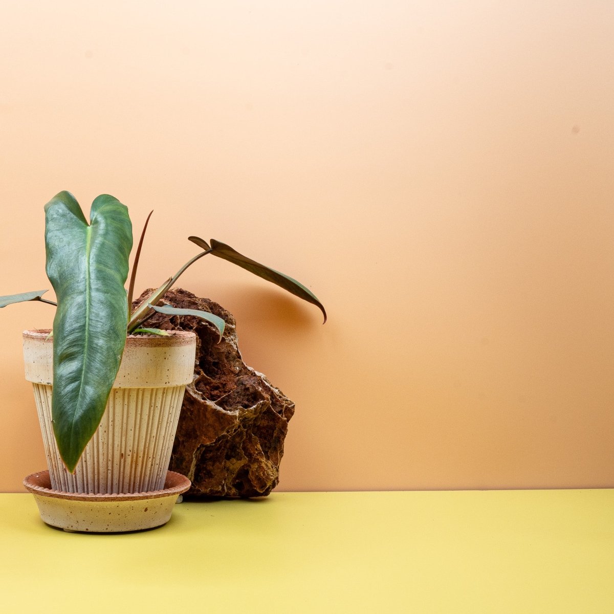 Philodendron Atabapoense mit rötlich-violetter Blattunterseite