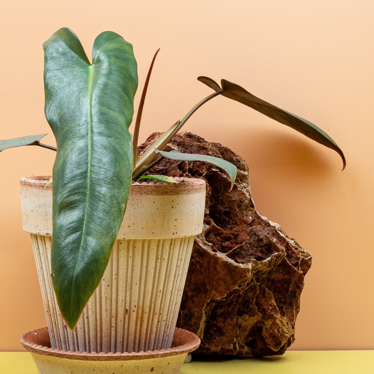 Philodendron Atabapoense, Gesamtansicht der Pflanze