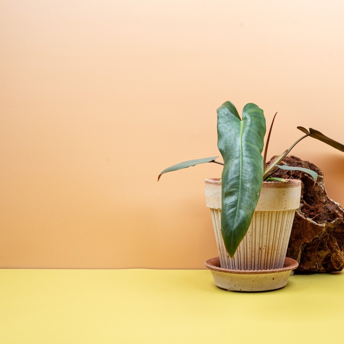 Philodendron Atabapoense, tiefgrüne Blattoberseite im Detail