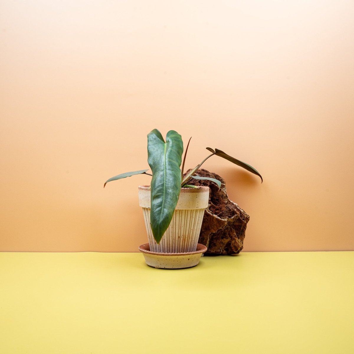 Philodendron Atabapoense, pfeilförmige Blätter – potflourri