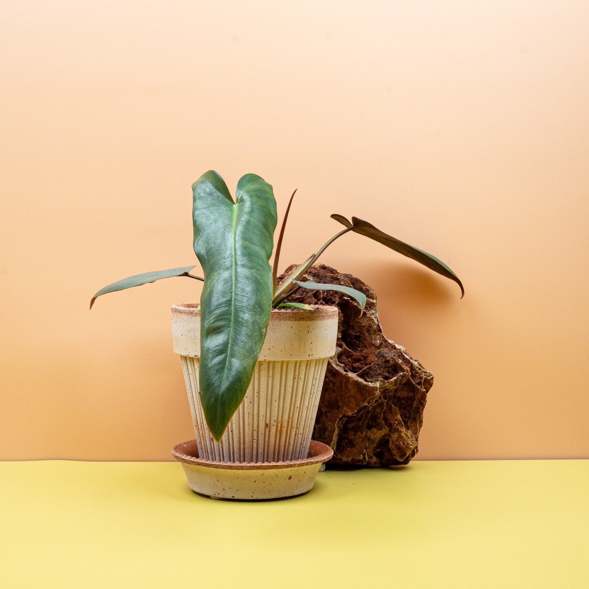 Philodendron Atabapoense, kletternder Wuchs