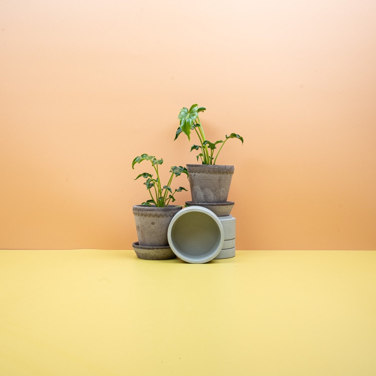 Philodendron Atlantis, tief gelappte Blätter in sattem Grün – potflourri