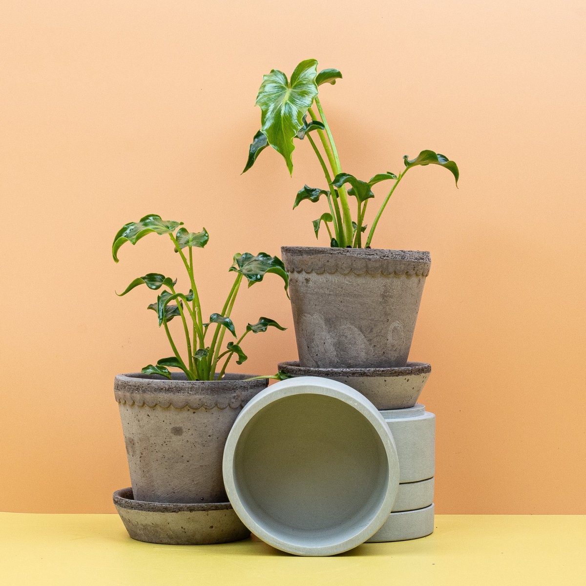 Philodendron Atlantis, Gesamtansicht der Pflanze
