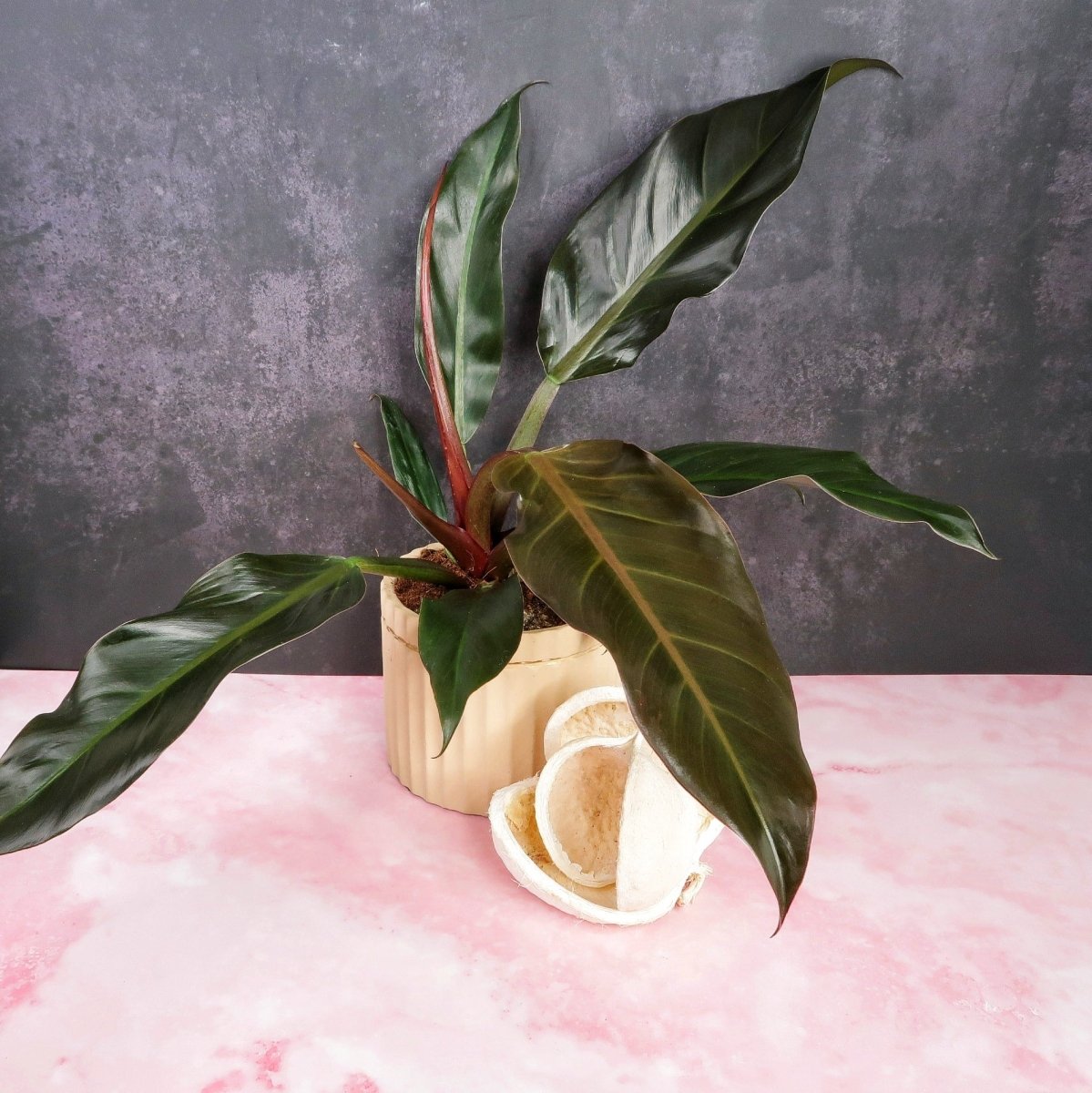 Philodendron Autumn – lebendiges Farbspiel ganzjährig