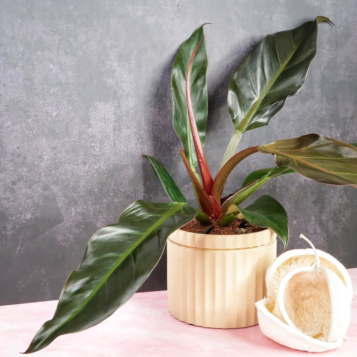 Philodendron Autumn – warme Herbsttöne im Blattwerk