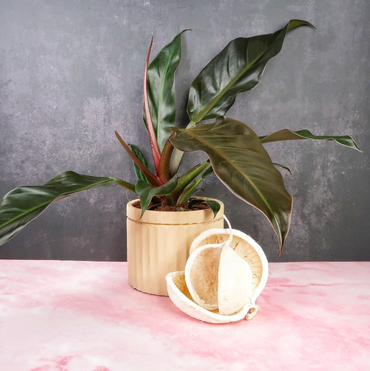 Philodendron Autumn – Zimmerpflanze mit Farbspiel – potflourri