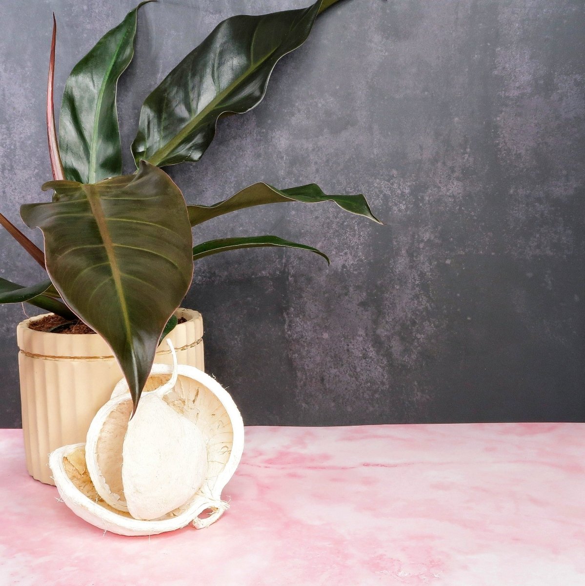 Kompakter Wuchs bei Philodendron Autumn