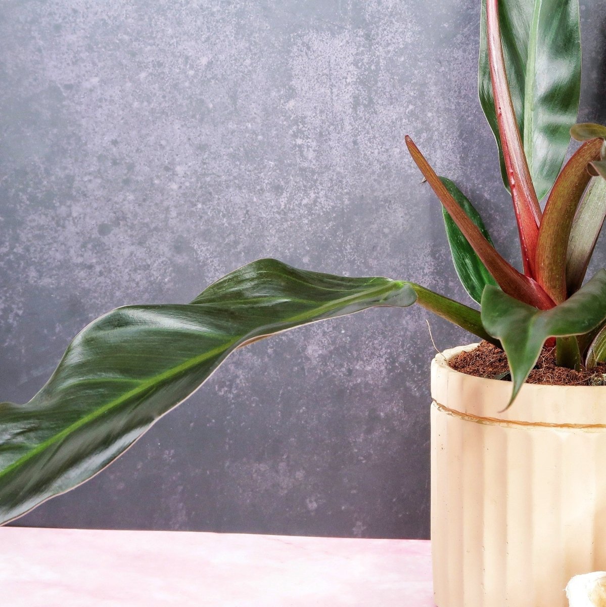 Philodendron Autumn mit jungen Blättern in Orange und Kupfer