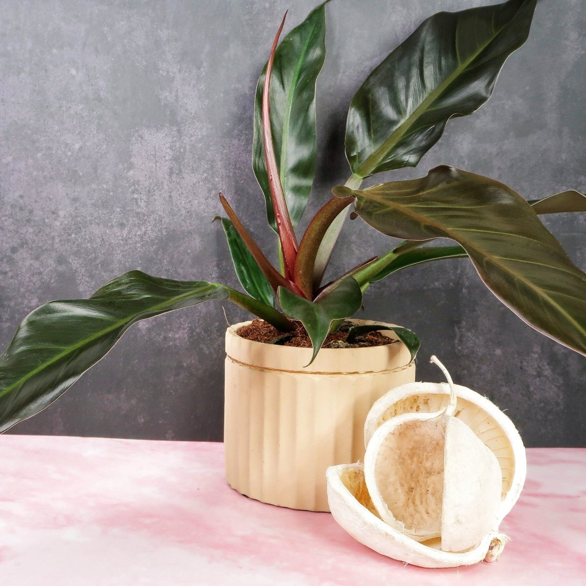 Philodendron Autumn – Blätter in Bronzetönen, später sattes Grün