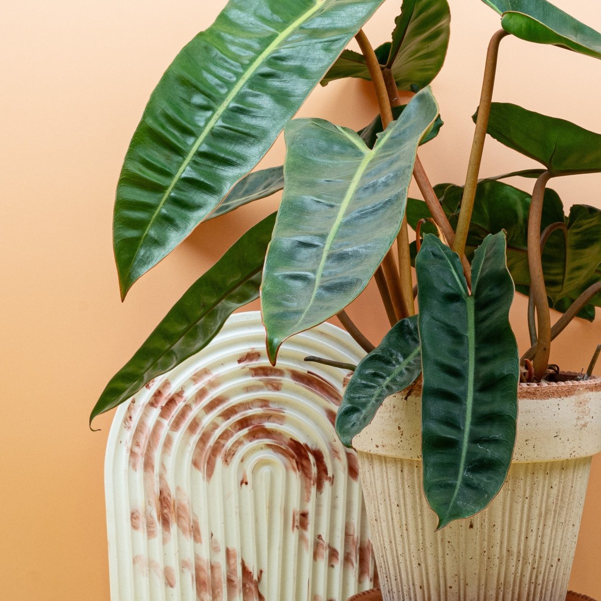Philodendron Billietiae – glatte Blattoberseite in kräftigem Grün – potflourri