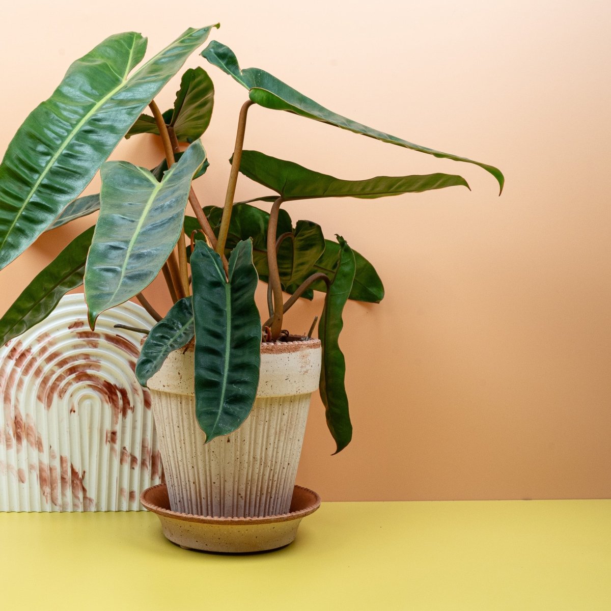 Philodendron Billietiae – kletternder Wuchs der Aroide – potflourri