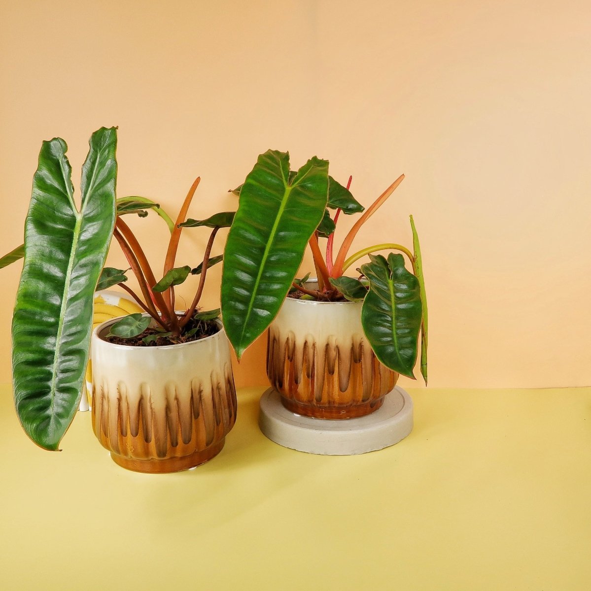 Philodendron Billietiae, länglich-herzförmige Blätter
