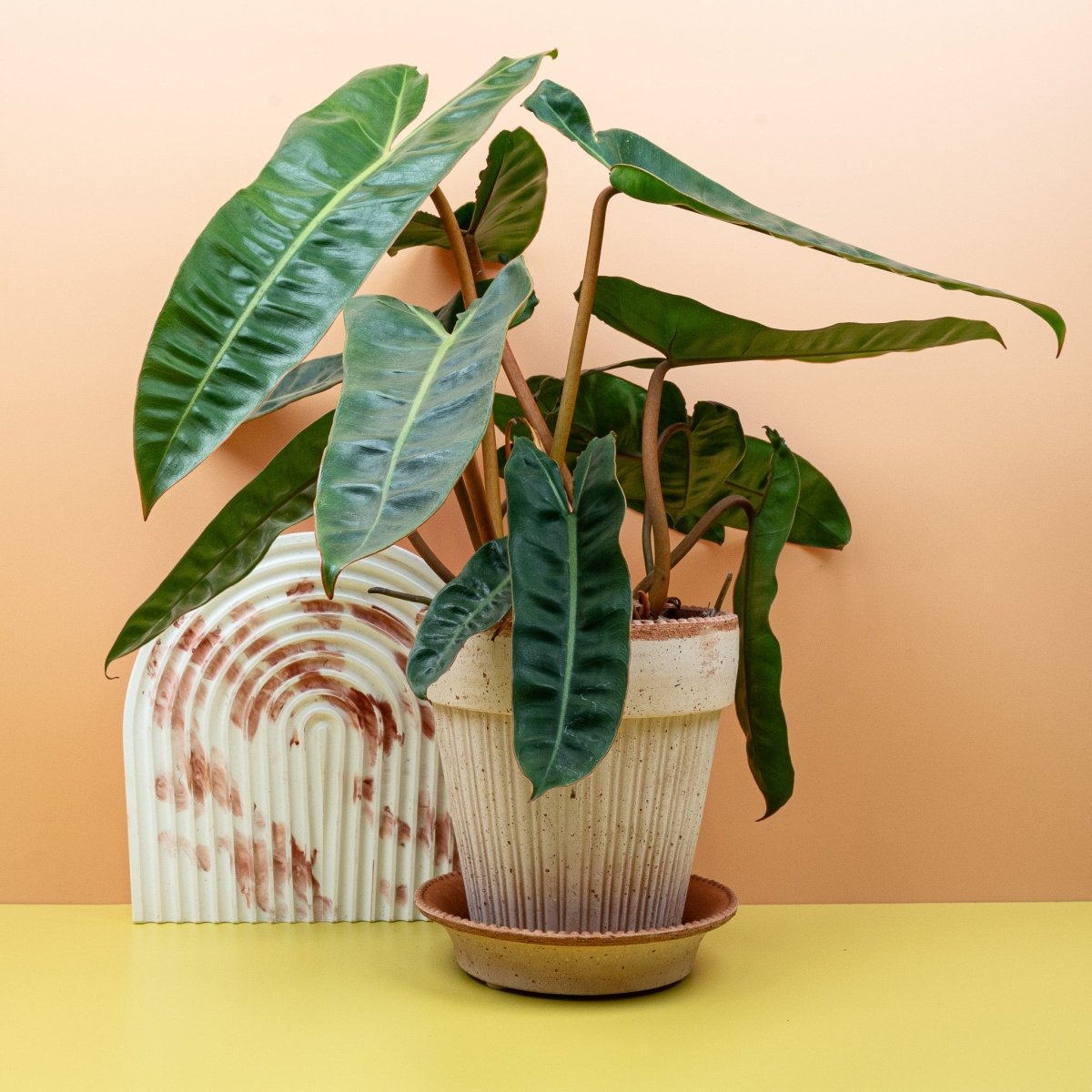 Philodendron billietiae Croat – Zimmerpflanze aus der Familie Araceae – potflourri