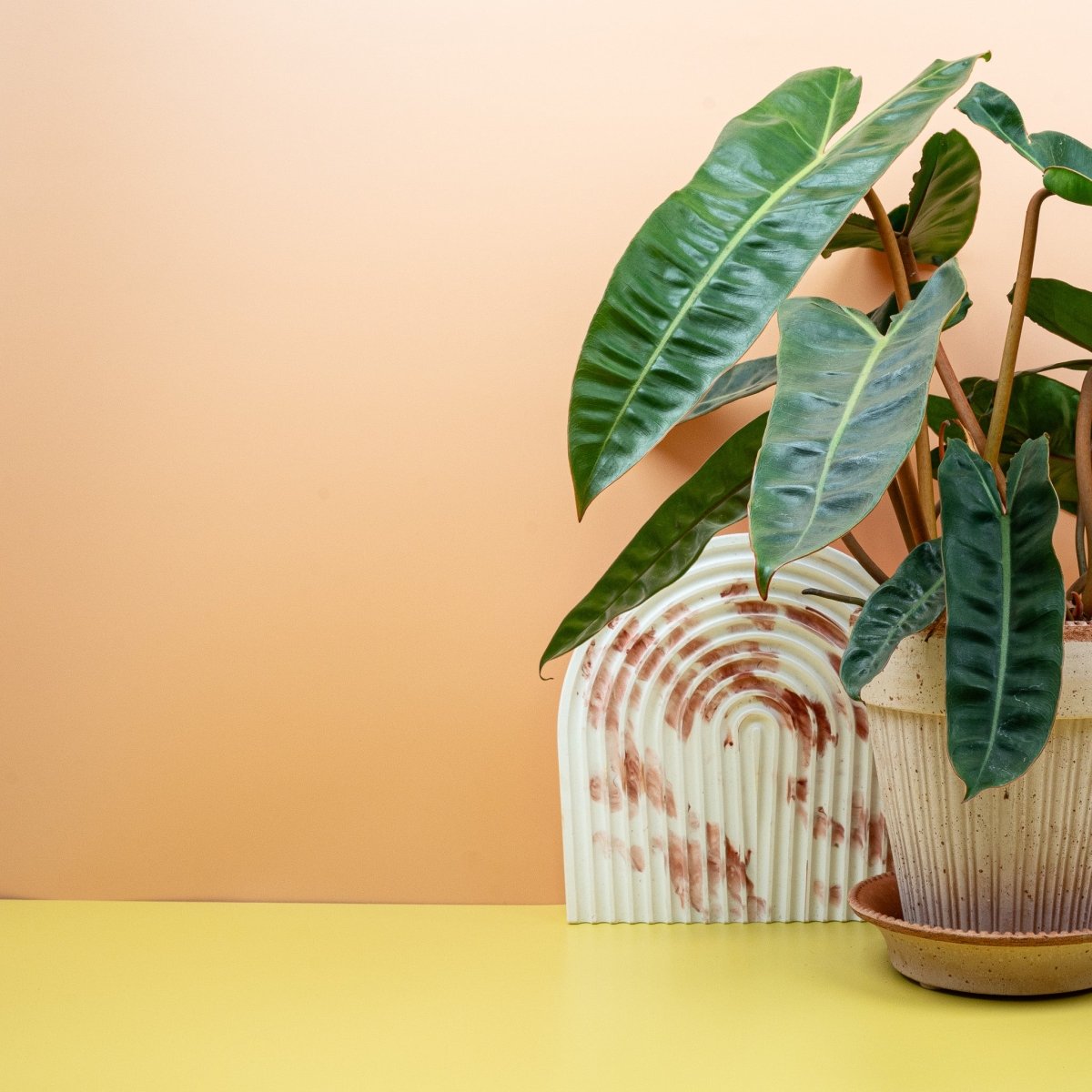 Philodendron Billietiae – orangefarbener Blattstiel am Trieb – potflourri