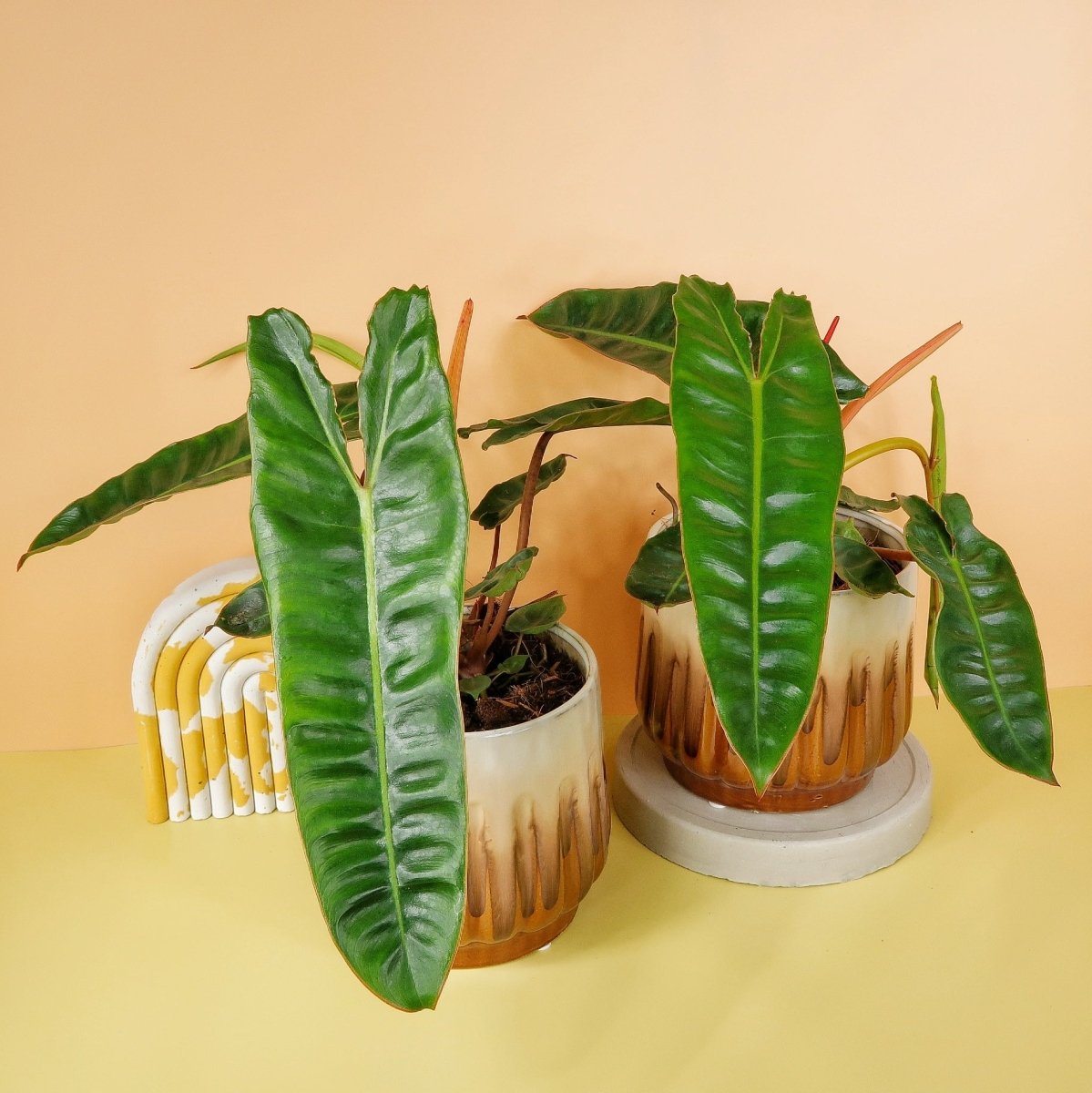 Philodendron Billietiae – tropische Extravaganz