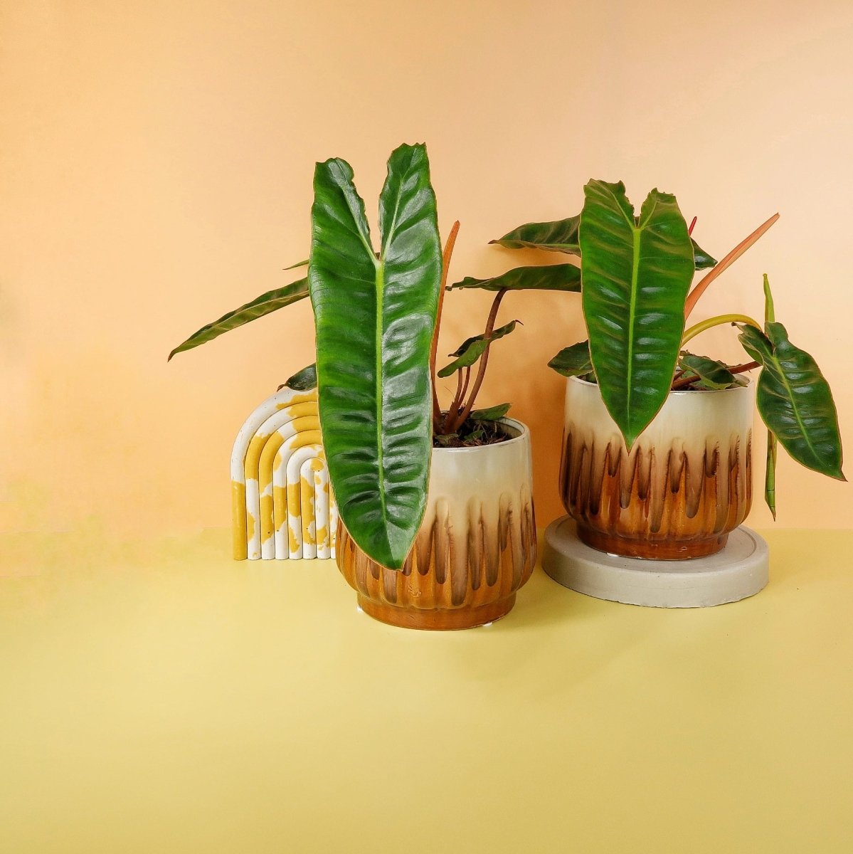 Philodendron Billietiae – kräftiges Grün