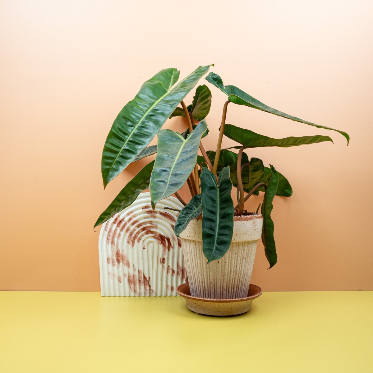 Philodendron Billietiae – pfeilförmiges Blatt mit welligem Rand – potflourri