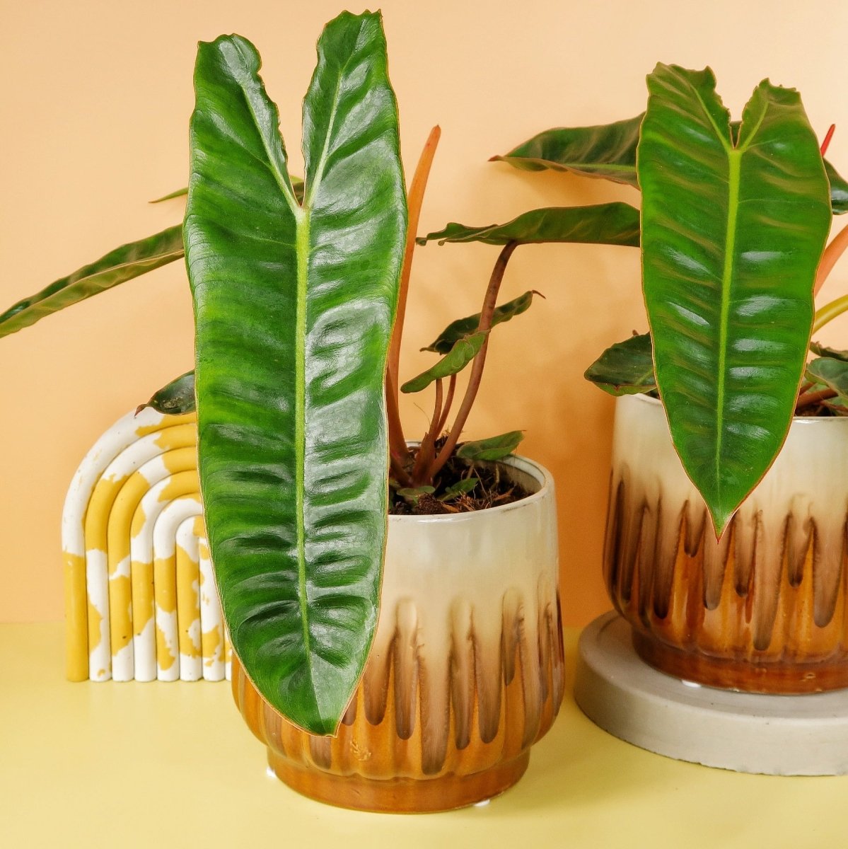 Philodendron Billietiae, große Blattfläche