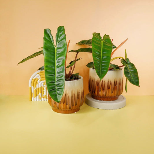 Philodendron Billietiae – Zimmerpflanze mit orangenen Blattstielen – potflourri