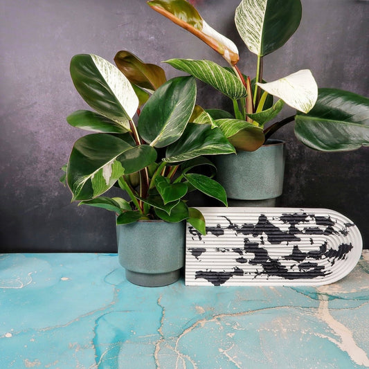 Philodendron Birkin Variegata Mutante – panaschierte Zimmerpflanze – potflourri