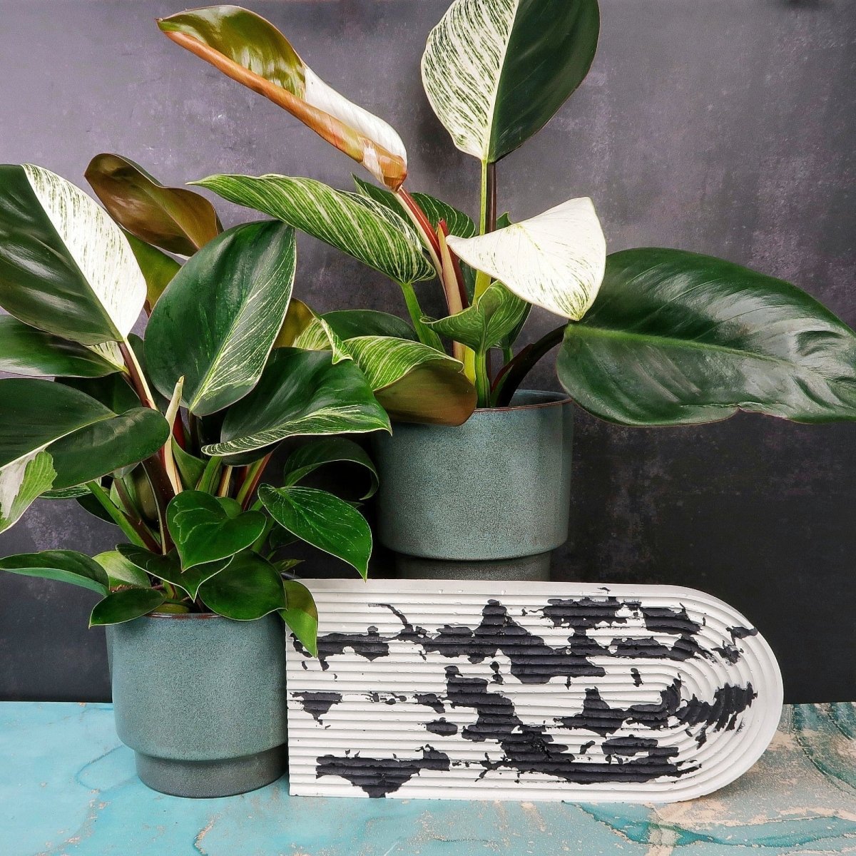 Philodendron Birkin Variegata Mutante – Pink-Anteil im Blatt