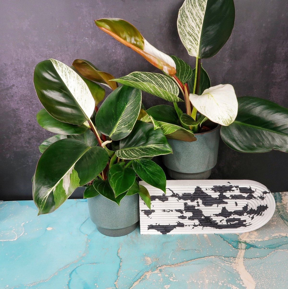 Philodendron Birkin Variegata Mutante – seltene Mutation