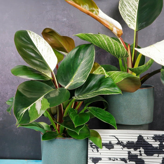 Philodendron Birkin Variegata Mutante – panaschierte Zimmerpflanze – potflourri