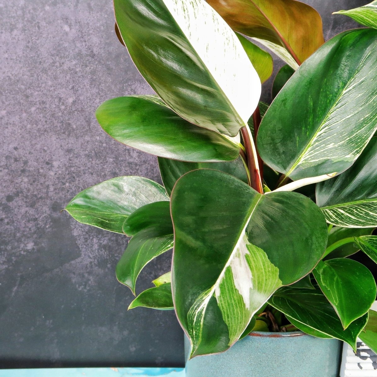 Philodendron Birkin Variegata Mutante, komplett panaschierte Blätter