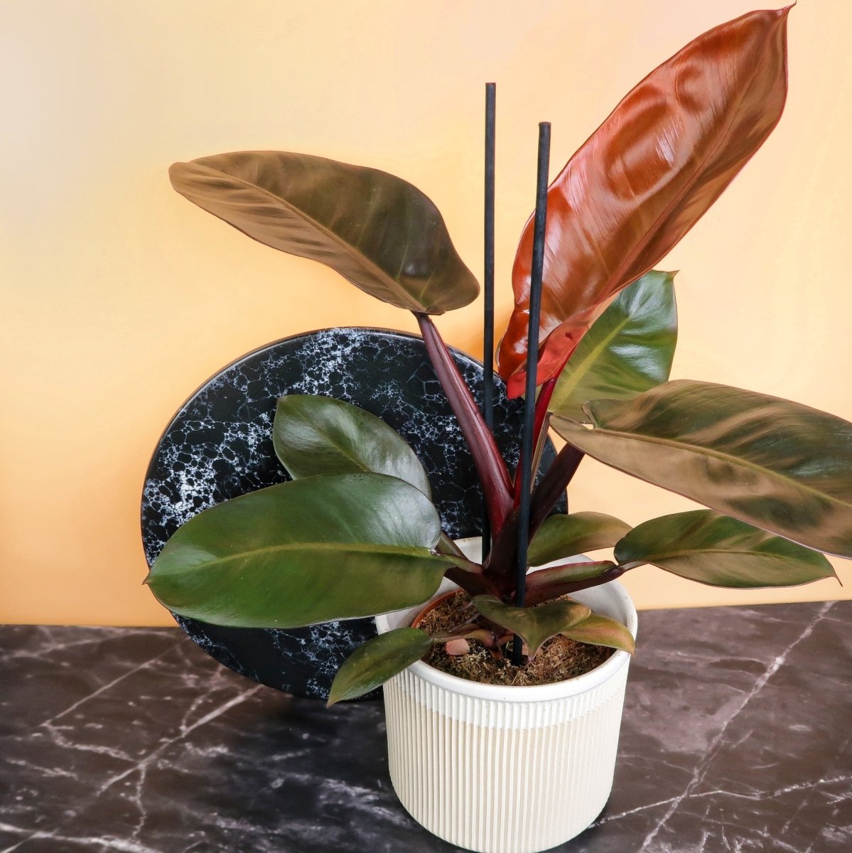 Philodendron Black Cardinal – mystische Ausstrahlung