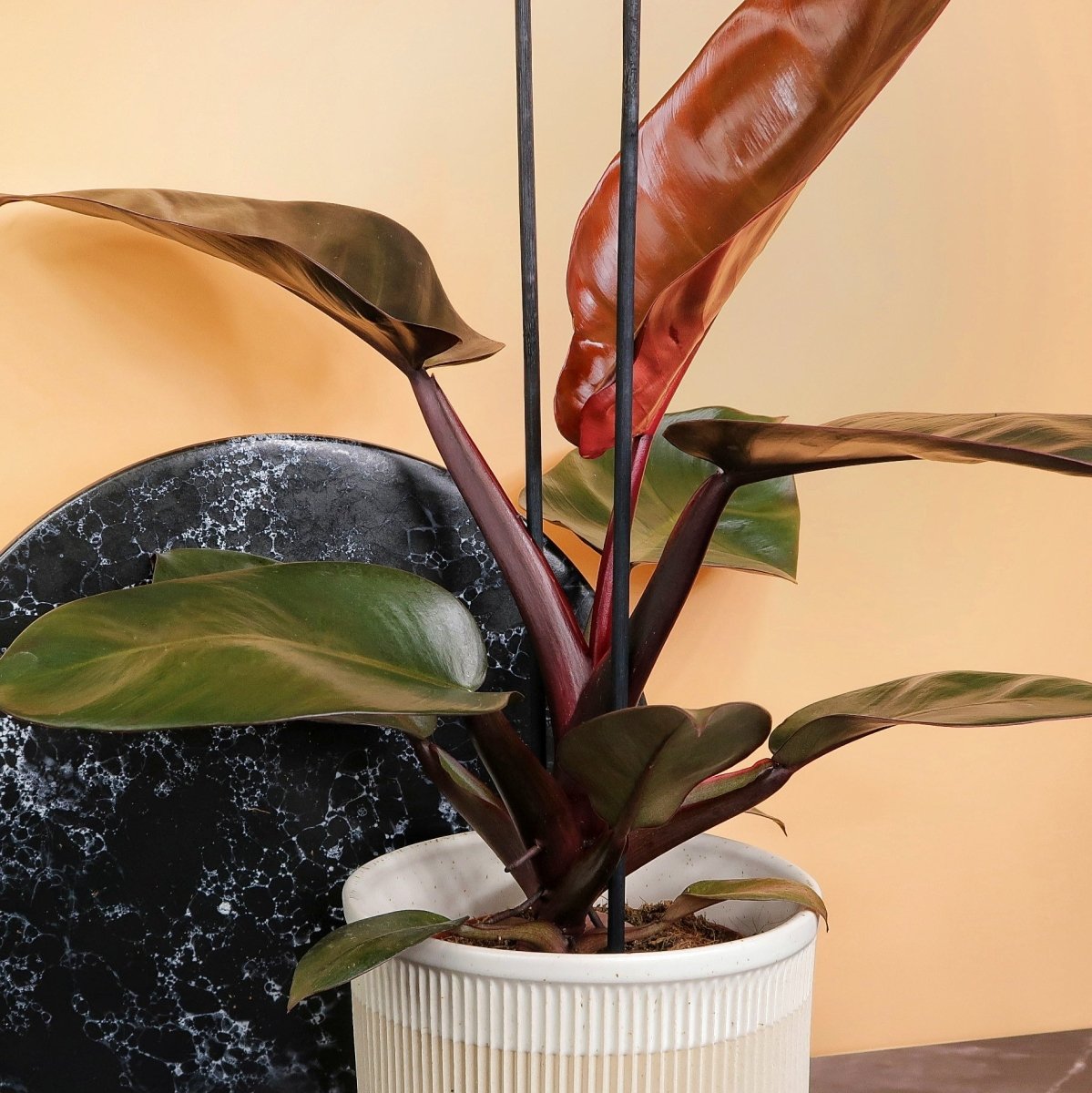 Philodendron Black Cardinal, kompakte Wuchsform