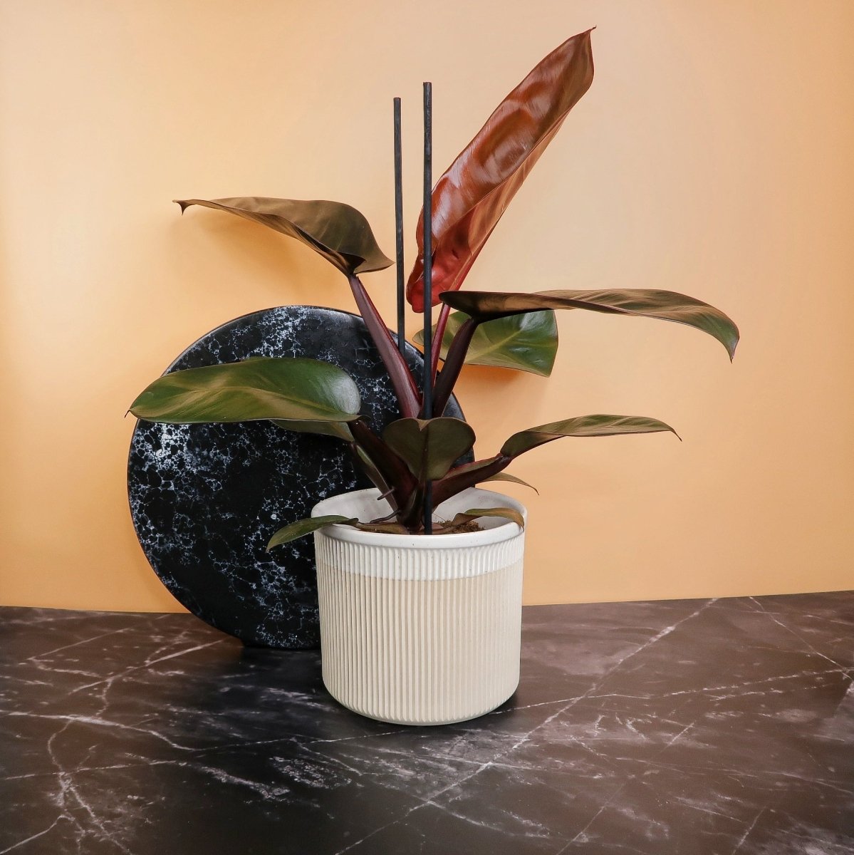 Philodendron Black Cardinal – Zimmerpflanze mit fast schwarzen Blättern – potflourri