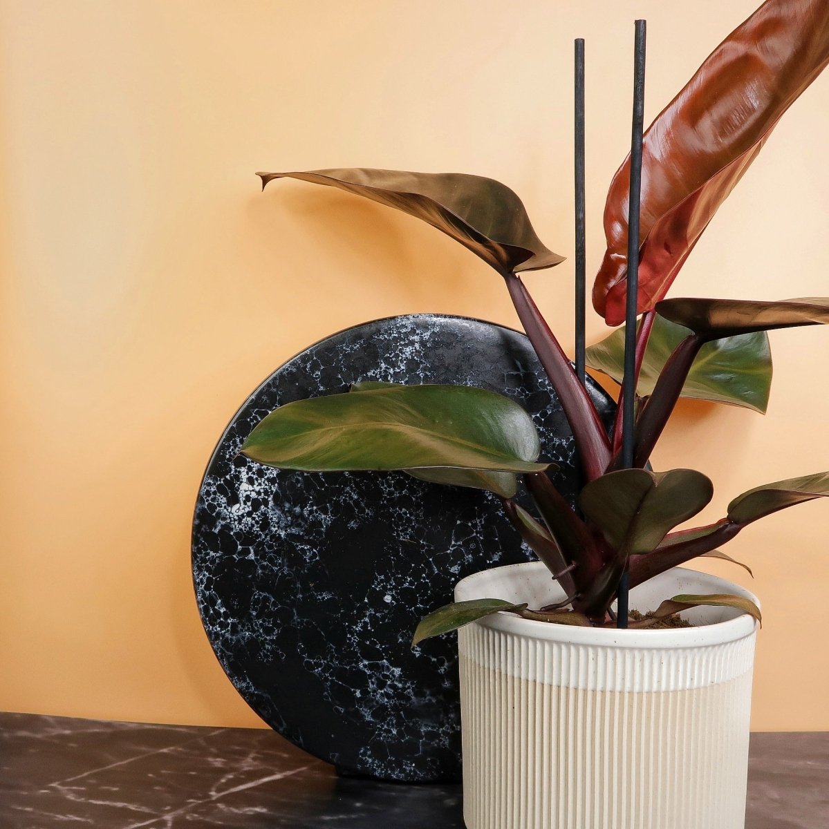 Philodendron Black Cardinal, rötlich-orangene Jungblätter
