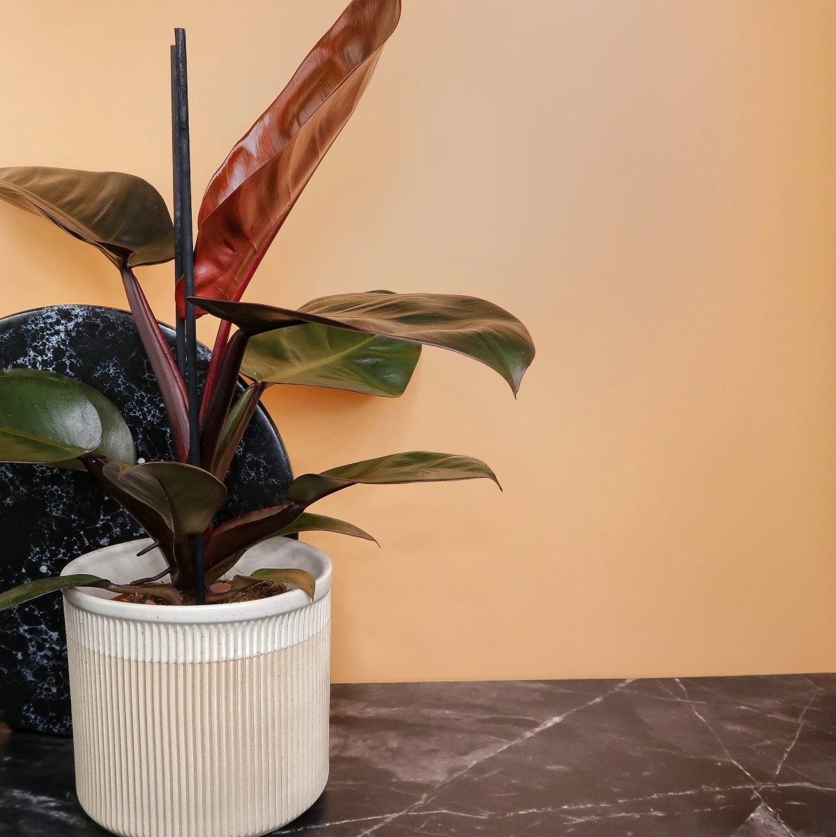 Philodendron Black Cardinal – dunkle, glänzende Blätter
