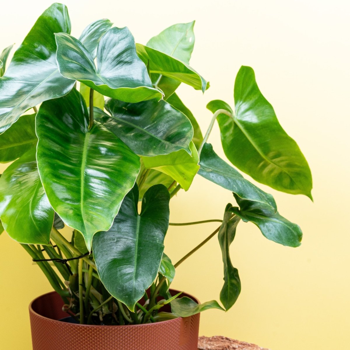 Philodendron Burle Marx, Gesamtansicht der Pflanze