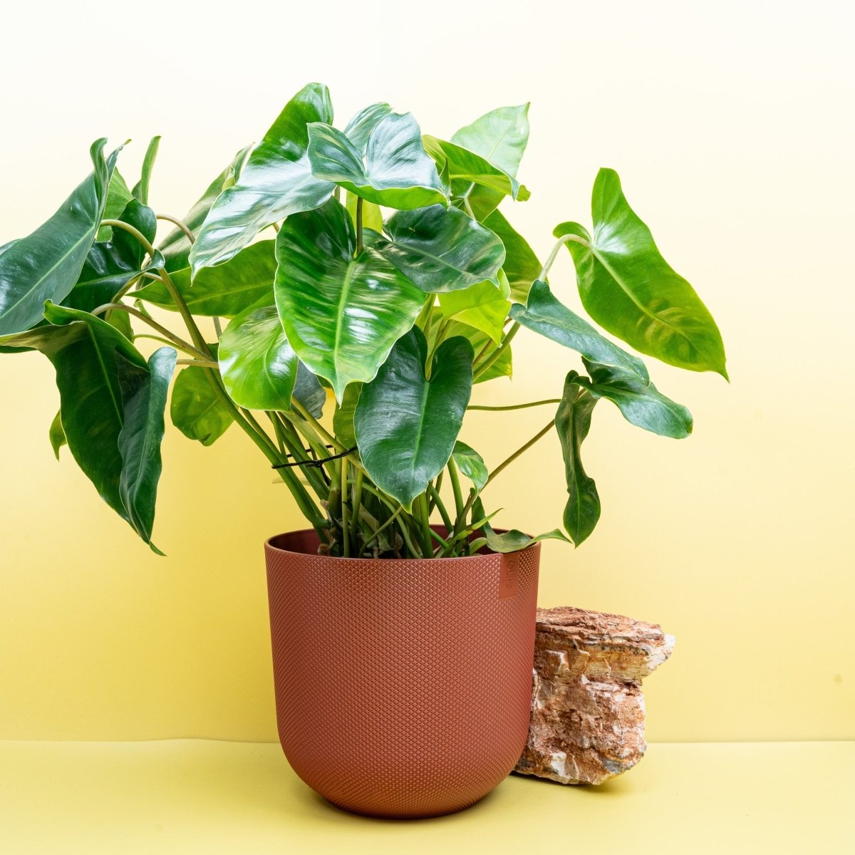 Philodendron Burle Marx, glänzende tiefgrüne Blätter – potflourri