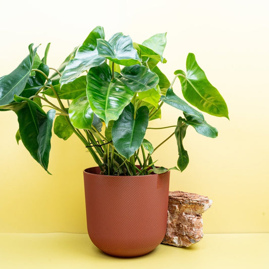Philodendron Burle Marx, glänzende tiefgrüne Blätter – potflourri