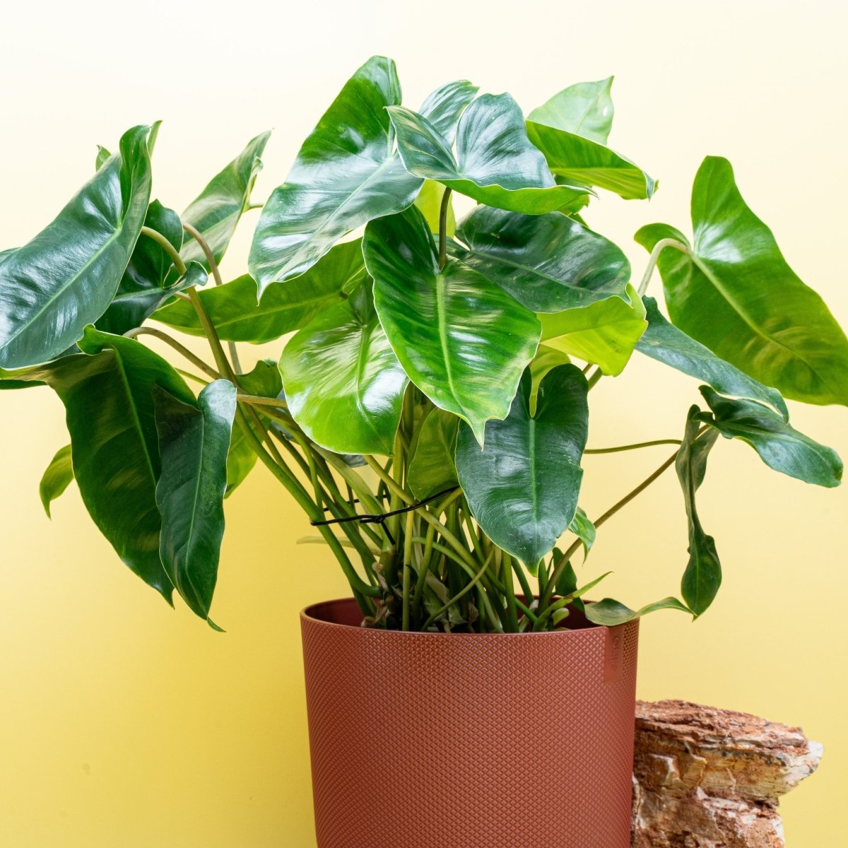 Philodendron Burle Marx, länglich geformte Blätter im Detail