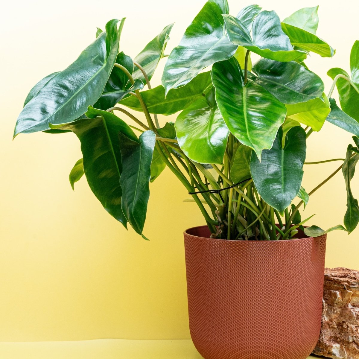 Philodendron Burle Marx mit dichter buschiger Wuchsform