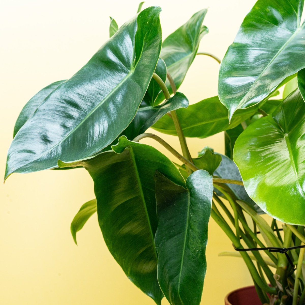 Philodendron Burle Marx, benannt nach Roberto Burle Marx
