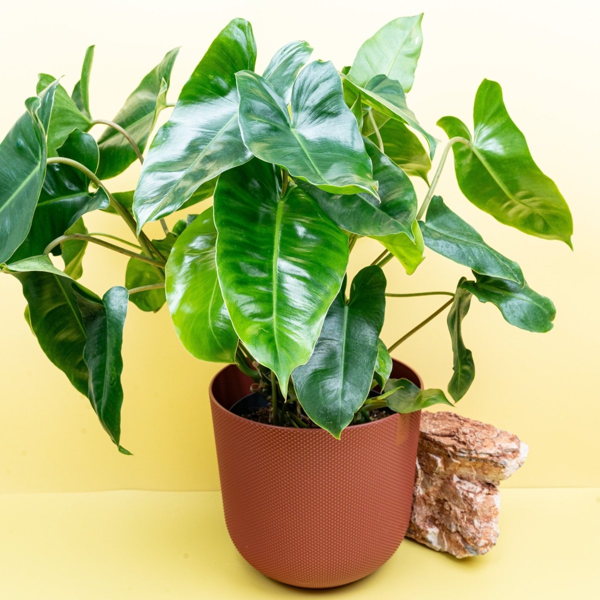 Philodendron Burle Marx, junges Blatt im Wachstum