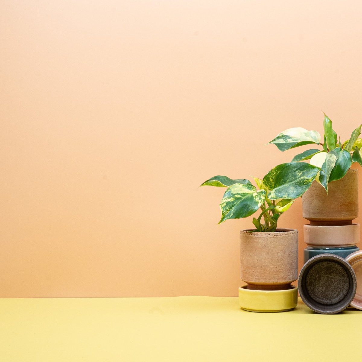 Philodendron Burle Marx Variegata – Ansicht 8