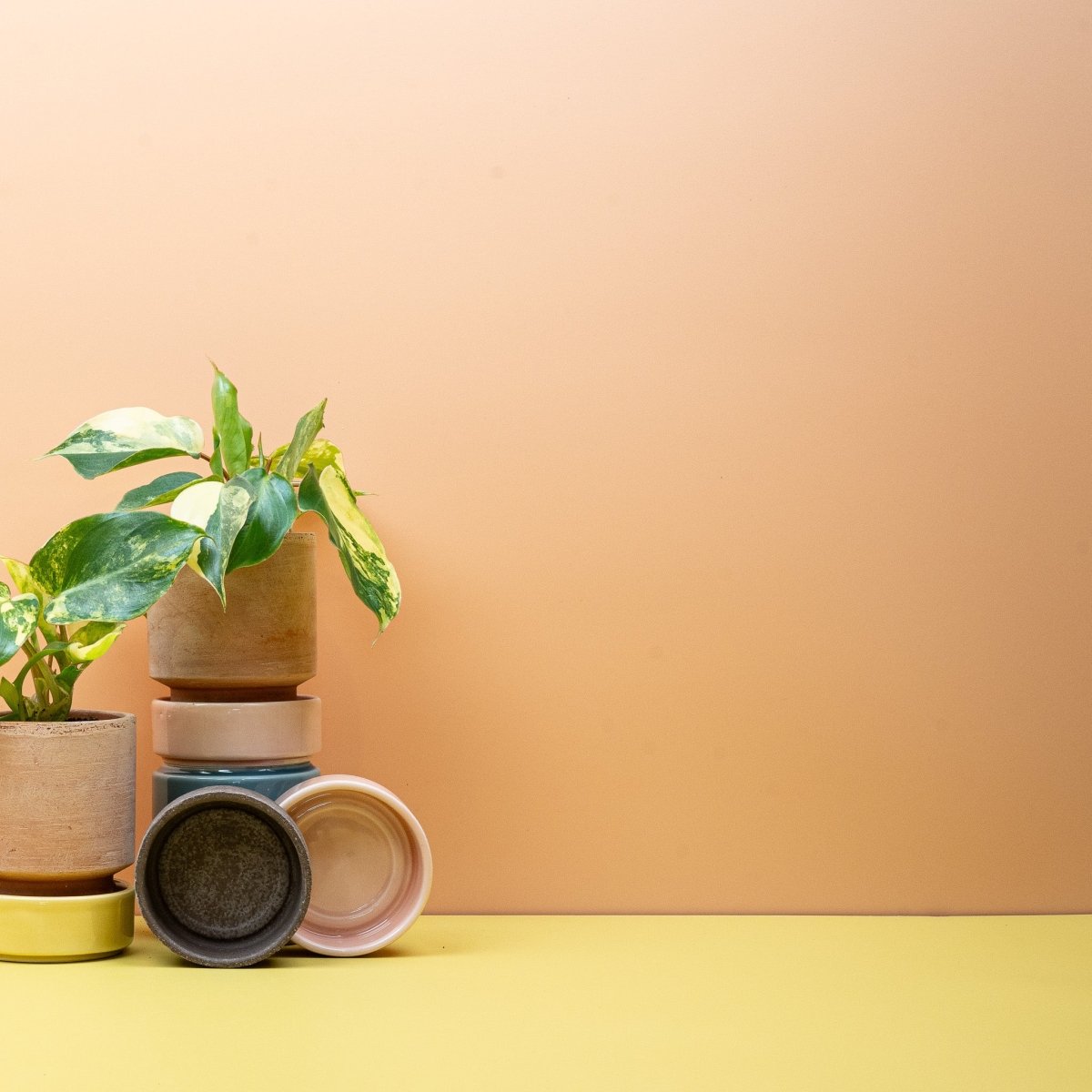 Philodendron Burle Marx Variegata – Ansicht 7