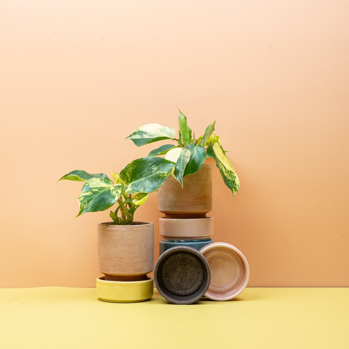Philodendron Burle Marx Variegata – Ansicht 9