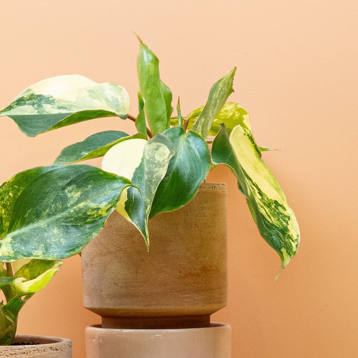 Philodendron Burle Marx Variegata – Ansicht 10