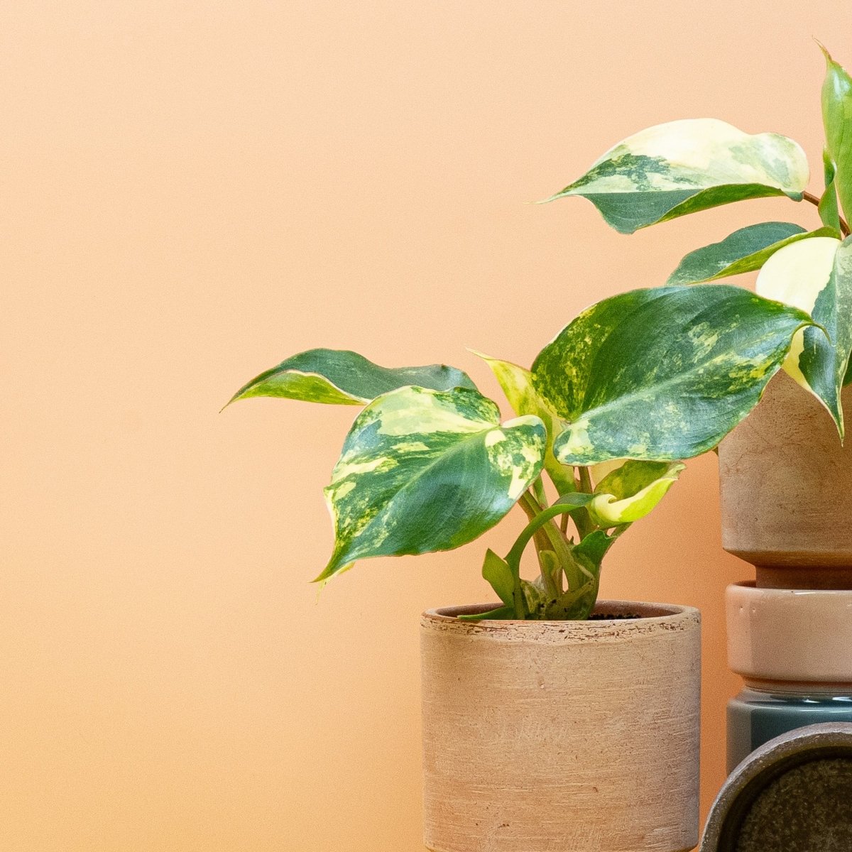 Philodendron Burle Marx Variegata – Ansicht 11