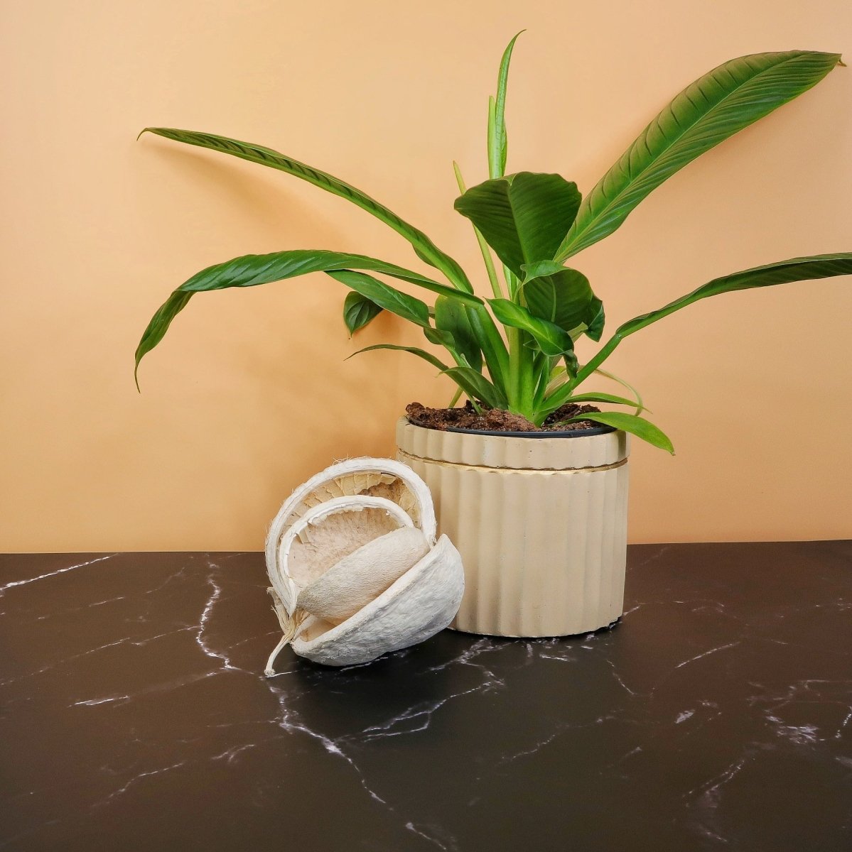 Philodendron Campii Lynette mit langen, schmalen Blättern